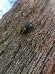 Paropsisterna lineata