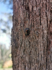 Paropsisterna lineata