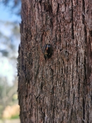 Paropsisterna lineata