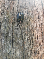 Paropsisterna lineata