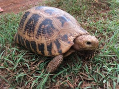 Indotestudo elongata