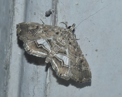 Paracymoriza