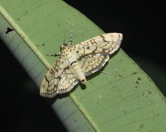 Haritalodes