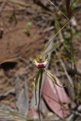 Caladenia tentaculata × venusta