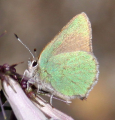 Callophrys dumetorum