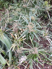 Cyperus textilis