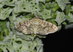 Haritalodes