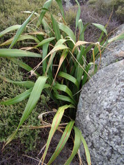 Phormium cookianum hookeri