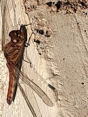 Sympetrum frequens