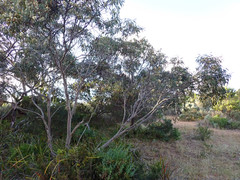 Eucalyptus diversifolia diversifolia