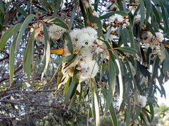 Eucalyptus diversifolia diversifolia