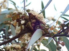 Eucalyptus diversifolia diversifolia