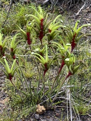 Anigozanthos bicolor