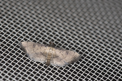 Nacoleia charesalis