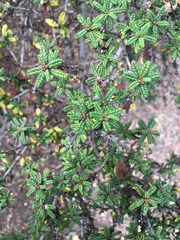 Ceanothus papillosus