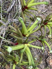 Anigozanthos bicolor