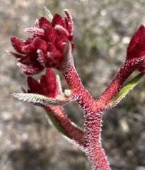 Anigozanthos rufus