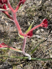 Anigozanthos rufus