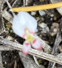Levenhookia pauciflora