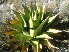 Agave gentryi