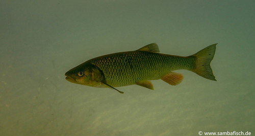 European chub