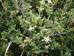 Olearia solandri
