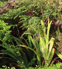 Chasmanthe aethiopica