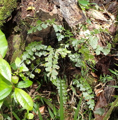 Asplenium simii