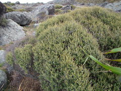 Olearia solandri