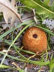 Banksia gardneri