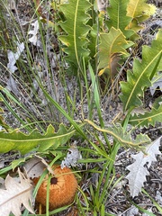 Banksia gardneri