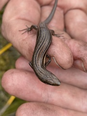 Pseudemoia pagenstecheri