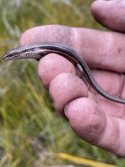 Pseudemoia pagenstecheri
