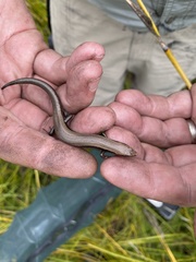 Acritoscincus platynotus