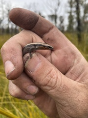 Acritoscincus platynotus