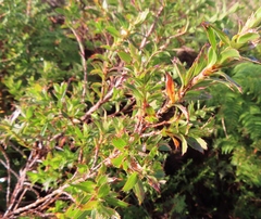 Cliffortia prionota