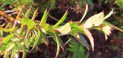 Cliffortia prionota
