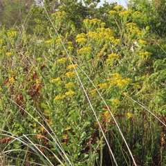 Senecio subcanescens