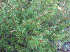 Cliffortia filifolia