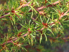 Cliffortia filifolia