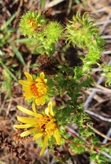 Cullumia setosa