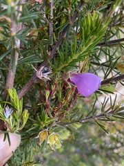 Gompholobium scabrum