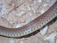Sibynophis collaris