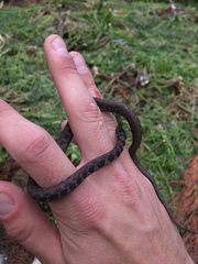 Clonophis kirtlandii