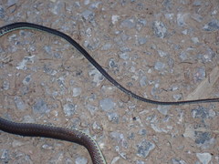 Sibynophis collaris