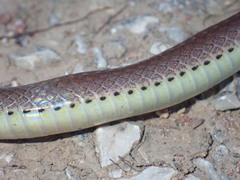 Sibynophis collaris