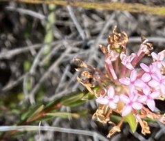 Pimelea preissii