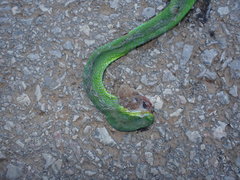 Trimeresurus guoi