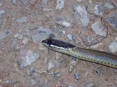 Sibynophis collaris
