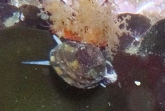Gibbula capensis